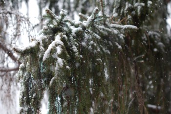 Snow on Spruce Tree