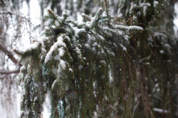 Snow on Spruce Tree
