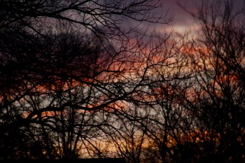 Sunset Through The Trees