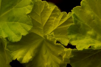 Geranium Leaves