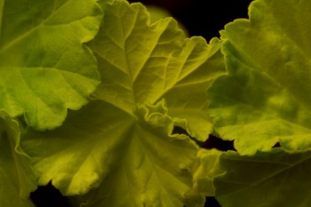 Geranium Leaves