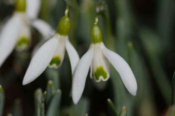 Snow Drops (Galanthus nivalis)