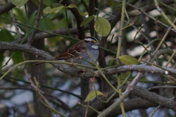 White-throated Sparrow (Zonotrichia albicollis)