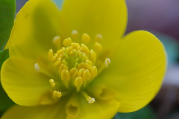 Eranthis hyemalis