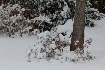 St. Patrick's Day Snow