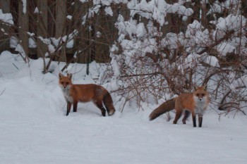 Foxes