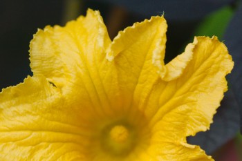 Squash Flower