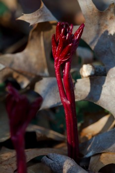 Peony Sprout