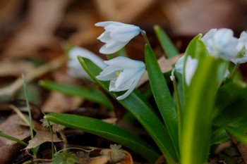 Scilla mischtschenkoana