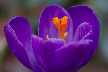 Crocus