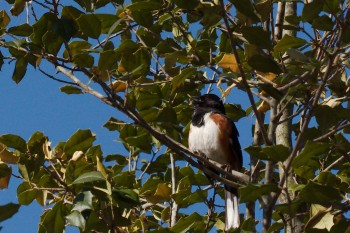 Eastern Towhee (Pipilo erythrophthalmus)