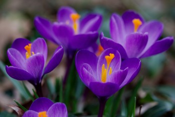 Purple Crocuses