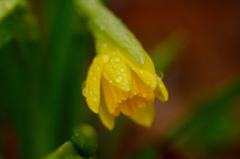 Daffodil ‘Tete-a-Tete’