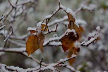Snow on Rose Branches