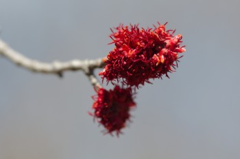 Maple Blooms