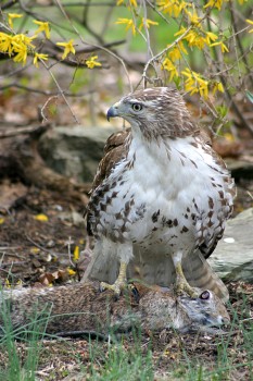 Red-tailed Hawk and Easter Bunny