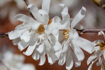 Magnolia stellata (Star Magnolia)