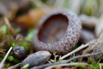 Still Life with Acorn Cap