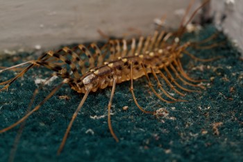 Scutigera coleoptrata (House Centipede)