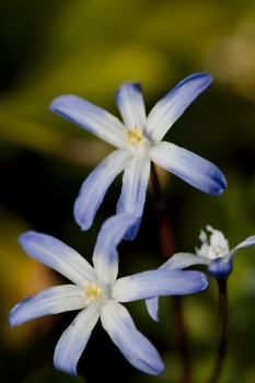 Chionodoxa forbesii