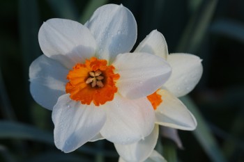 Daffodil