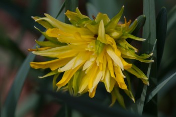 Really Strange Daffodil
