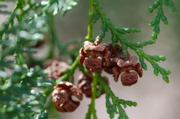 Chamaecyparis obtusa var Formosana