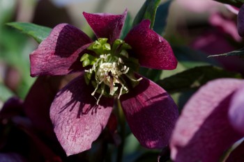 Lenten Rose