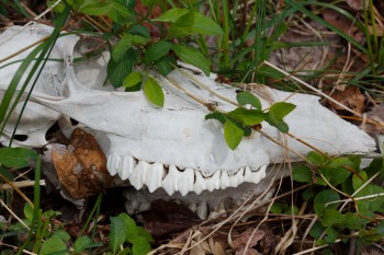 Deer Skull