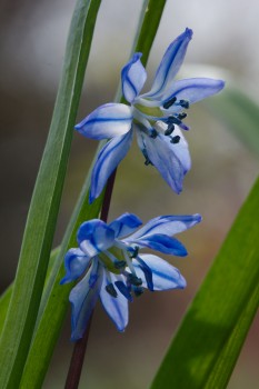 Scilla siberica Var. Spring Beauty