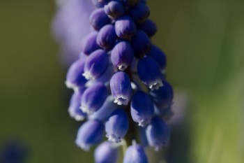 Muscari armeniacum