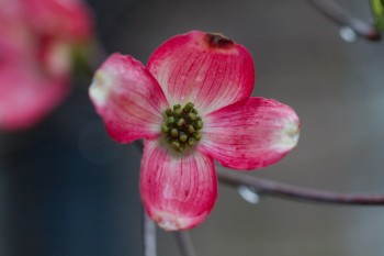 Pink Flowering Dogwood