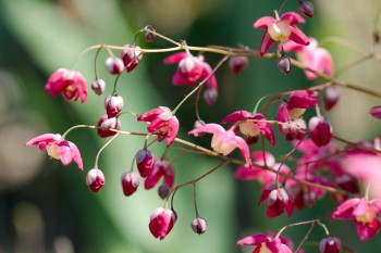 Epimedium rubrum