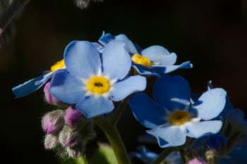 Forget-Me-Not (Myosotis)