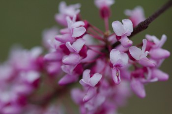 Redbud (Cercis)