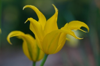 Fireflame Tulip