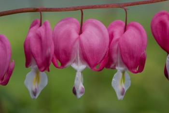 Bleeding Heart