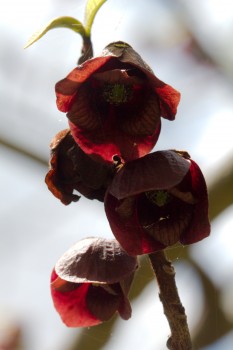 Pawpaw Flowers