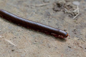 Narceus americanus (American giant millipede)