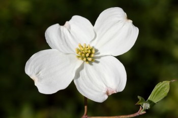 White Flowering Dogwood