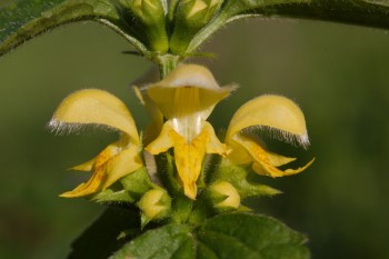 Yellow Archangel (<em>Lamium galeobdolon</em>)