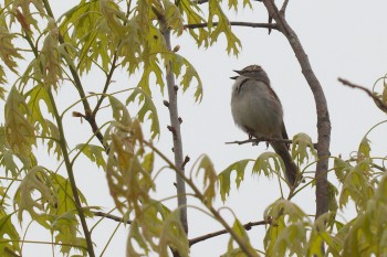 Chipping Sparrow (<em>Spizella passerina</em>)