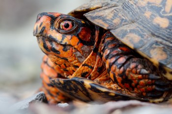 <em>Terrapene carolina carolina</em> (Eastern Box Turtle)