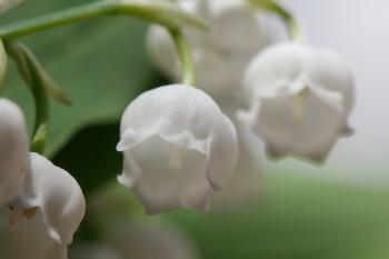 Lily of the Valley (Convallaria majalis)