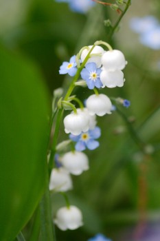 Lily of the Valley and Forget Me Not
