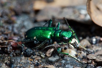 Cicindela sexguttata (Six-spotted Tiger Beetle)