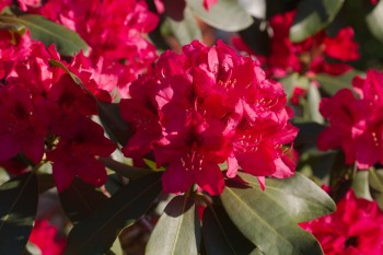 Red Rhododendron