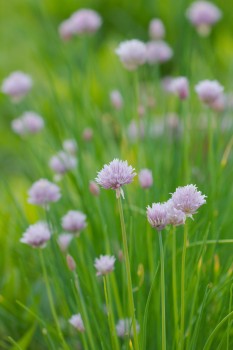 Chives