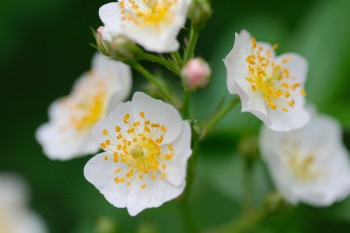 <em>Rosa multiflora</em>