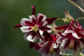 Aquilegia (Columbine)